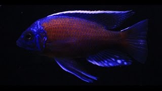 Copadichromis Borleyi Kadango Courtship and Spawn 1080 HD [upl. by Onairotciv713]