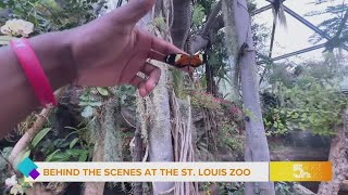 Day in the Life St Louis Zoo invertebrate keeper [upl. by Herzen269]