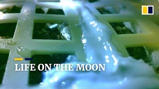 Chinese space mission brings first seeds to life on moon’s surface [upl. by Ahsilem]