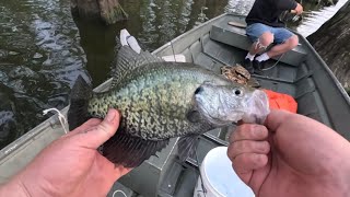 Reel Foot Lake Tennessee Fishing2024 [upl. by Raine]