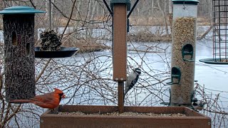 Seven Species Visit Cornell Feeders In Less Than Two Minutes – Feb 5 2024 [upl. by Modnar]