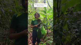 Myristica Swamps of the Western Ghats  a Unique Fragile and Endangered Ecosystems of our Planet [upl. by Andonis]