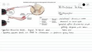 Withdraw Reflex flexor reflex [upl. by Nivrac596]