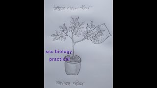 ssc biology practical  plant transpiration with writing [upl. by Aicilas17]