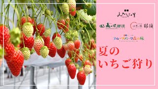 【みやびの里】夏のいちご狩り2024 [upl. by Eelanna]