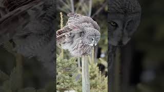 Owl Flying And Resting Moments  उल्लू का उड़ना और विश्राम के क्षण  wildlifewonders [upl. by Aksehcnarf]