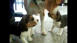 Dog mom ends beagle puppies fight [upl. by Milore]