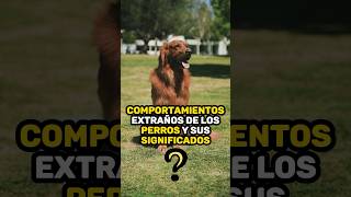 Comportamientos de los perros 1 perros [upl. by Aennil]