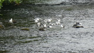 River Ogmore Wildlife Aberkenfig June 13th 2024 [upl. by Emalia419]