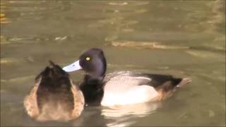 Lesser Scaup [upl. by Kellina]