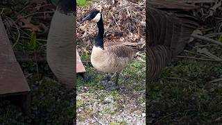 Canadian Goose Hissing amp Eating [upl. by Nalra]