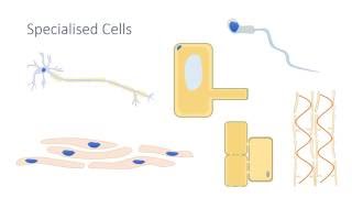 Specialised Cells [upl. by Arber]