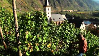 Mosel Tourismus Weinlese im Ferienland Cochem im September amp Oktober [upl. by Granese]