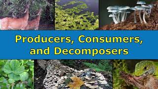 Producers Consumers and Decomposers Overview [upl. by Enaywd236]