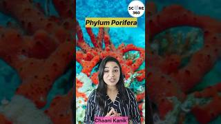 Porifera in 1 minute  NCERT RAPID 🔥 REVISION  Animal Kingdom class 11 biology  NEET 20242025 [upl. by Oicnerolf]