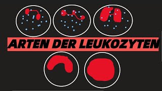 LEUKOZYTEN WEIßE BLUTKÖRPERCHEN ARTEN TYPEN FUNKTONEN [upl. by Blim]