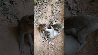 Wild monkeys playing for relaxing monkeyaction monkeybehavior [upl. by Mya529]