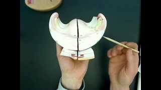 female reproductive anatomy model 02wmv [upl. by Gracie]