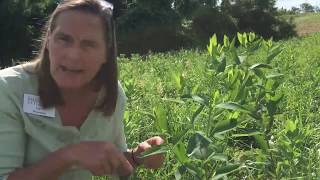 Confusing plant lookalikes Milkweed and Dogbane [upl. by Esinel]