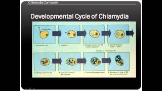 Chlamydia life cycle [upl. by Mccurdy]