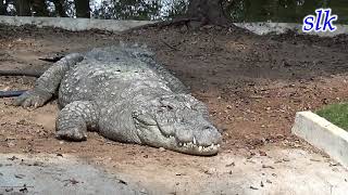 Nehru Zoological Park in Hyderabad [upl. by Arikahs]