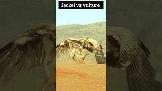 vulture vs jackel animals shorts [upl. by Fotinas]