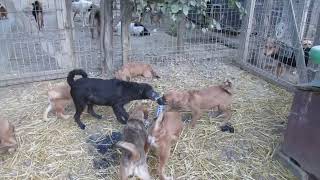 Dogs Adoptions Nederland [upl. by Wilen]