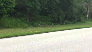 Turkeys at Mississinewa [upl. by Siramay58]