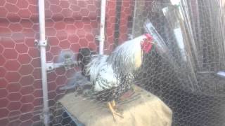 Crazy Eight the Silver Laced Wyandotte Rooster Crowing [upl. by Culosio]