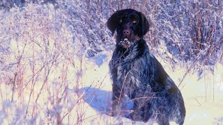 The German Wirehaired Pointer  A Loyal and Versatile Breed [upl. by Danete]