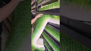 Growing Grass Without Soil [upl. by Aihsekat]