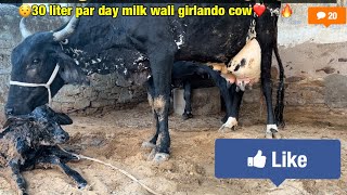 Girlando cow delivery cow gircrosscowfarming gircrosscow girlando cow cowmilkingbyhand [upl. by Mccurdy]