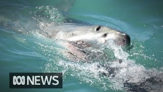 Man on sailing holiday dies after shark attack  ABC News [upl. by Gnud]