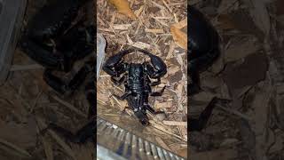 Emperor scorpion eating [upl. by Eeladnerb]