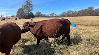 Ben discusses his favorite South Poll cow and Corriente cattle [upl. by Vicky]