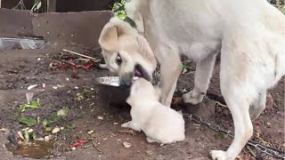 Rescue Puppy from Angry Chained Mother Dog that wanted to hurt them [upl. by Sharona]