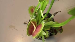 Venus Flytraps Eating [upl. by Notseh]