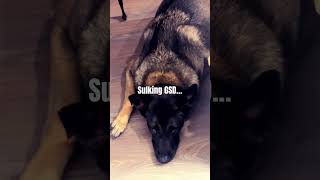 Sulking GSD…dog gsd germanshepherd sulky pet cute lofi short reels sad guitar nice life [upl. by Noseyt]