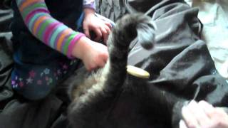 pulling the cats tail [upl. by Margery]