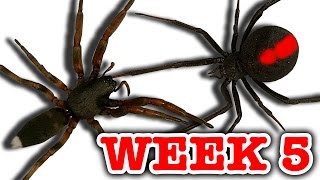 Redback Spider Vs WhiteTailed Spider Pray For Gonzo Deadly Spiders Attack Week 5 [upl. by Radborne522]