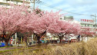 Cherry blossoms mid  March in countryside village in Saitama  Japan Walk [upl. by Georgianna]