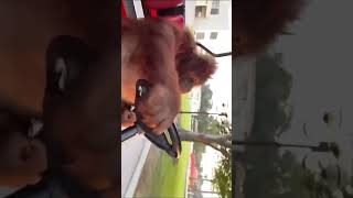 Orangutan driving golf cart Flamingspider613 [upl. by Jennifer622]