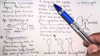 Vegetative and Asexual Reproduction in Algae  BSc Botany 1st Semester Notes  Gauhati University [upl. by Estren208]