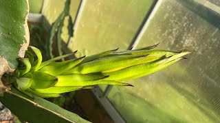 Banana and more flowering in cool climate [upl. by Zaria]