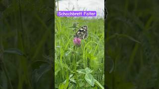 Schachbrett Falter 🦋🥰 nature reallife realworld [upl. by Susejedairam]