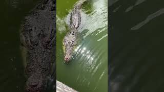 Hungry Crocodile Following Our Boat At Crocodylus Park Australia [upl. by Enirual]