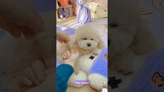 cutedog poodle beautifuldog funydogs funydog1010 cuteanimal cutepuppy petslovers cutespets [upl. by Ikilisav]