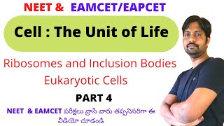 Ribosomes  Inclusion Bodies  Eukaryotic Cells  Cell The Unit of Life  PART 4 [upl. by Flore6]