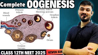 Oogenesis  Gametogenesis  Human Reproduction class 12  Part6  by Vivek Sir [upl. by Eilsil]