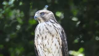 Red Shouldered Hawk [upl. by Aleakcim]